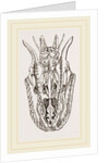Skull of Python by Anonymous