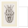 Skull of Python by Anonymous