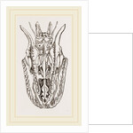Skull of Python by Anonymous