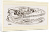 Skull of Python by Anonymous