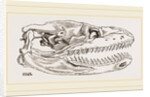 Skull of Python by Anonymous
