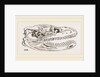 Skull of Python by Anonymous