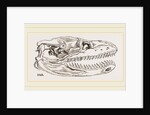 Skull of Python by Anonymous