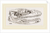 Skull of Python by Anonymous