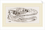Skull of Python by Anonymous