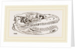 Skull of Python by Anonymous
