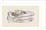 Skull of Python by Anonymous