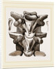 Vertebrre of Boa by Anonymous