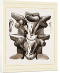 Vertebrre of Boa by Anonymous