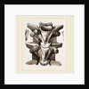 Vertebrre of Boa by Anonymous