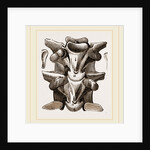 Vertebrre of Boa by Anonymous