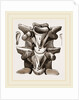 Vertebrre of Boa by Anonymous