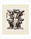 Vertebrre of Boa by Anonymous