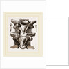 Vertebrre of Boa by Anonymous
