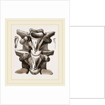 Vertebrre of Boa by Anonymous