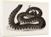 Ringed Snake by Anonymous