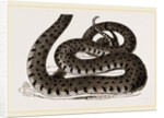 Ringed Snake by Anonymous