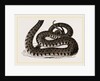 Ringed Snake by Anonymous
