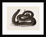 Ringed Snake by Anonymous