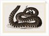 Ringed Snake by Anonymous