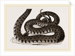 Ringed Snake by Anonymous