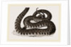 Ringed Snake by Anonymous