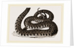 Ringed Snake by Anonymous