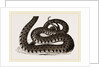 Ringed Snake by Anonymous