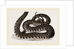 Ringed Snake by Anonymous