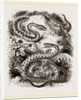 Common Adder and Ringed Snake by Anonymous