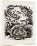 Common Adder and Ringed Snake by Anonymous