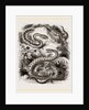 Common Adder and Ringed Snake by Anonymous