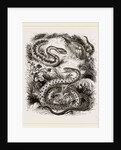 Common Adder and Ringed Snake by Anonymous