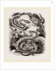 Common Adder and Ringed Snake by Anonymous