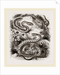 Common Adder and Ringed Snake by Anonymous