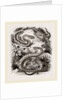 Common Adder and Ringed Snake by Anonymous