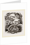 Common Adder and Ringed Snake by Anonymous