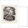 Common Adder and Ringed Snake by Anonymous