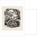 Common Adder and Ringed Snake by Anonymous