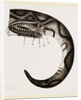 Tail of Boa by Anonymous
