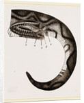 Tail of Boa by Anonymous