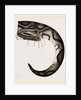 Tail of Boa by Anonymous