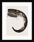 Tail of Boa by Anonymous