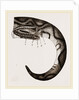 Tail of Boa by Anonymous