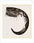 Tail of Boa by Anonymous