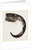 Tail of Boa by Anonymous