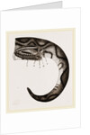 Tail of Boa by Anonymous