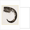 Tail of Boa by Anonymous