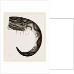 Tail of Boa by Anonymous