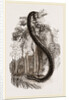 Anaconda by Anonymous